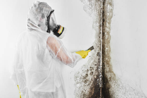 Attic Mold Removal in Ocean City, NJ