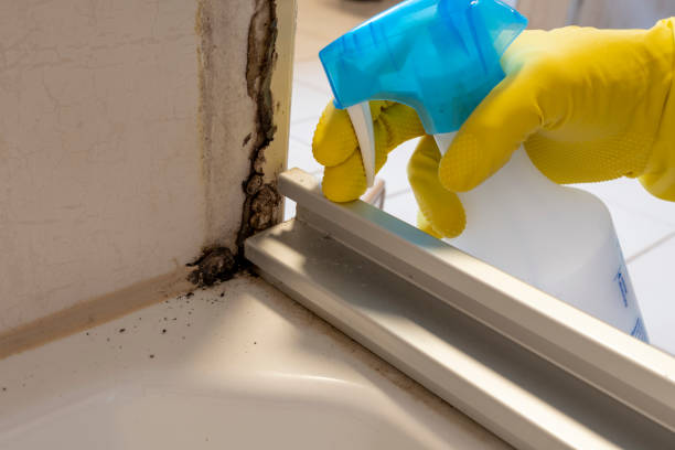 Best Commercial Mold Removal  in Ocean City, NJ