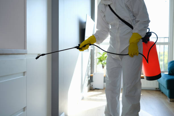 Best Attic Mold Removal  in Ocean City, NJ