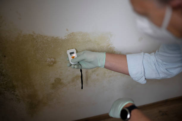 Best Mold Cleaning Services  in Ocean City, NJ