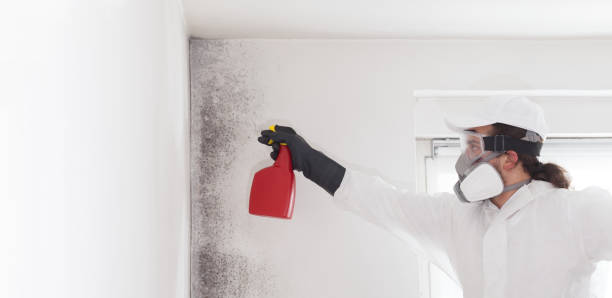 Best Affordable Mold Removal  in Ocean City, NJ
