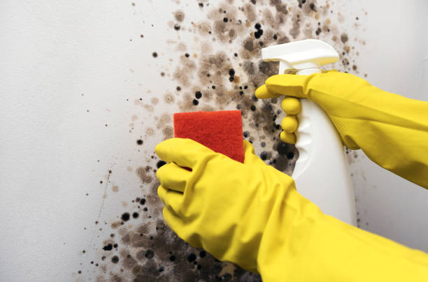 Trusted Ocean City, NJ Mold Removal Experts