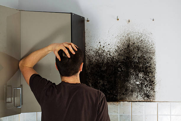 Best Mold Damage Repair  in Ocean City, NJ