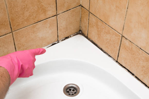 Best Residential Mold Removal  in Ocean City, NJ